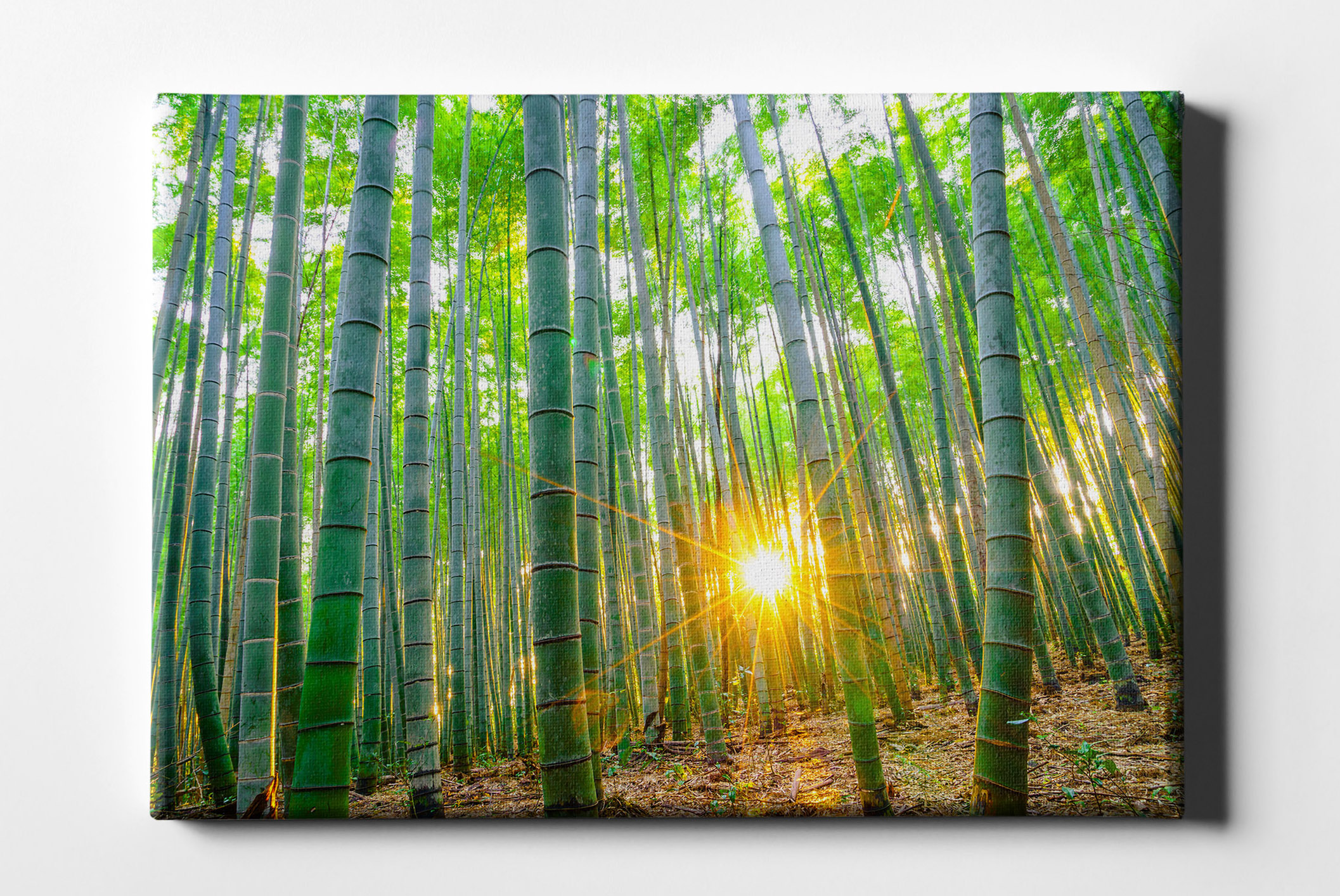 Bambus Wald Sonnenuntergang Leinwand L0152
