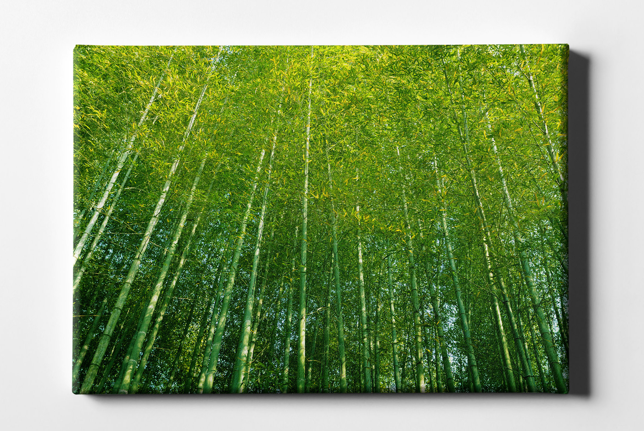 Bambus Wald im Sonnenschein Leinwand L0154