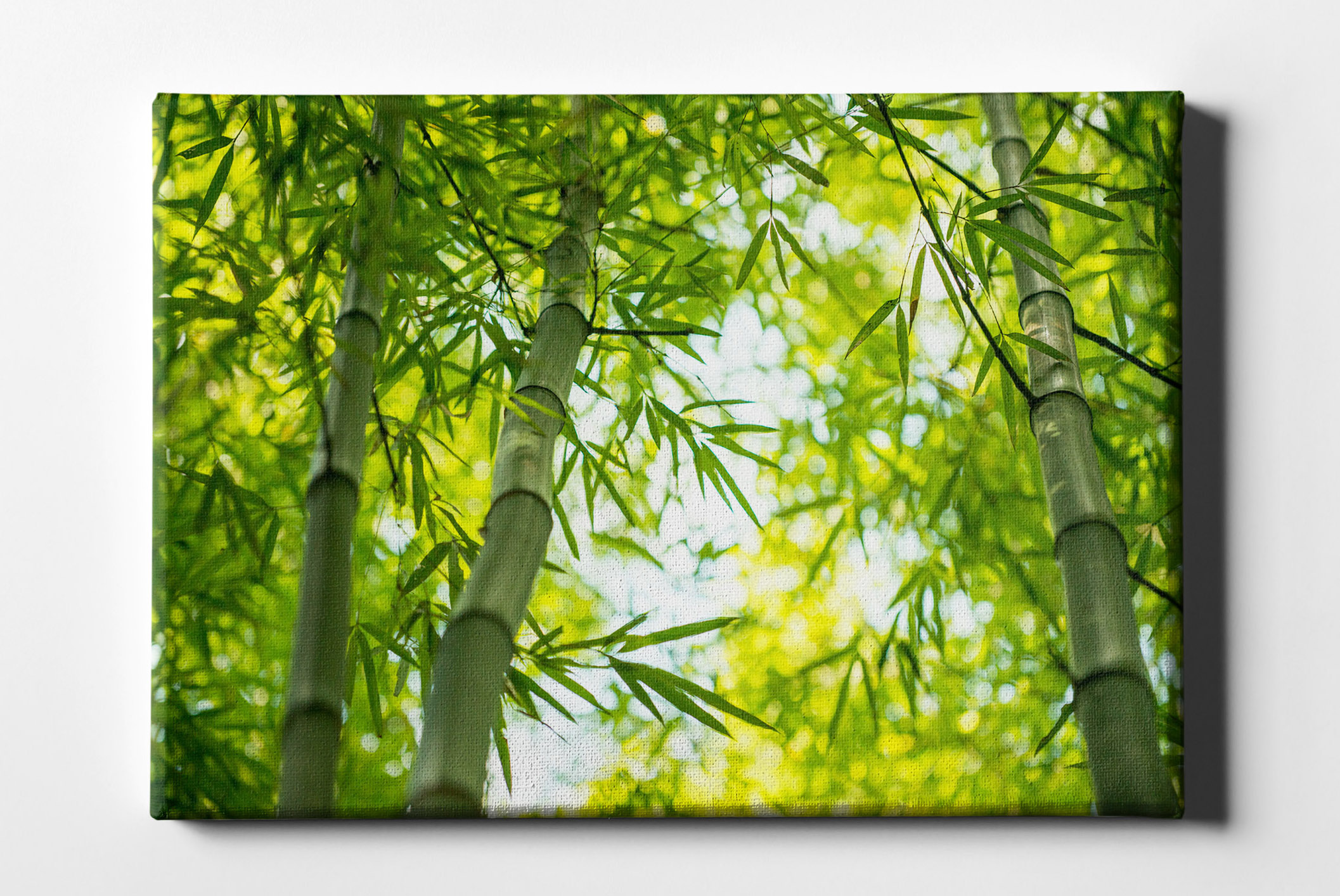 Bambusblätter im Sonnenschein Leinwand L0155
