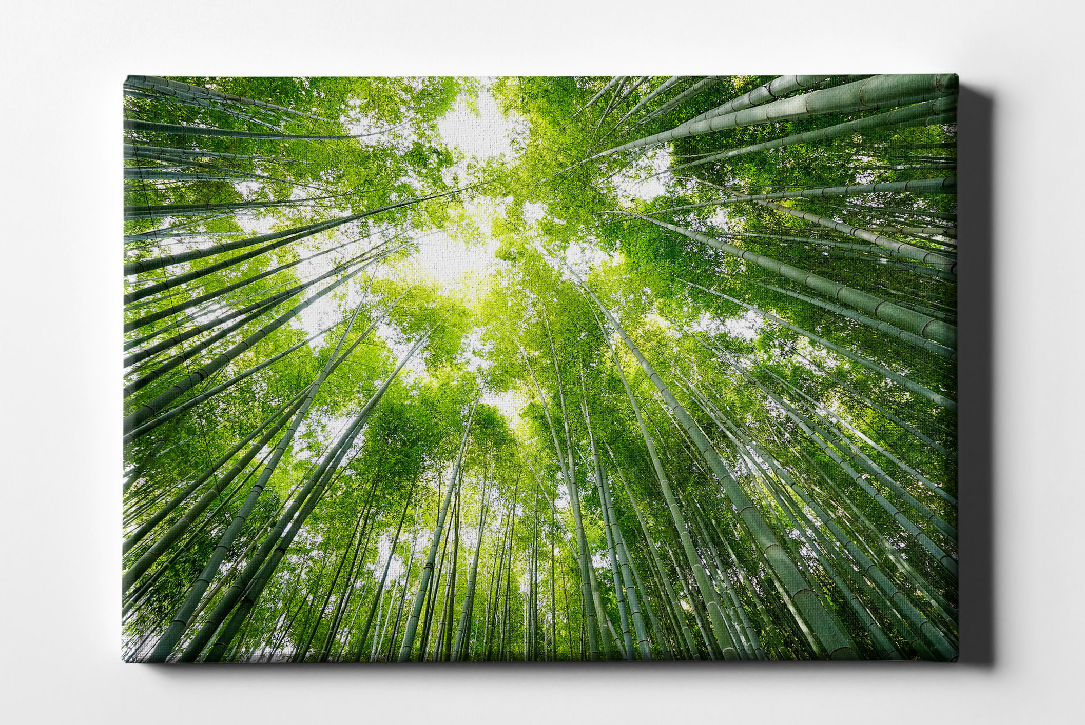 Bambus Wald im Sonnenschein Leinwand L0156