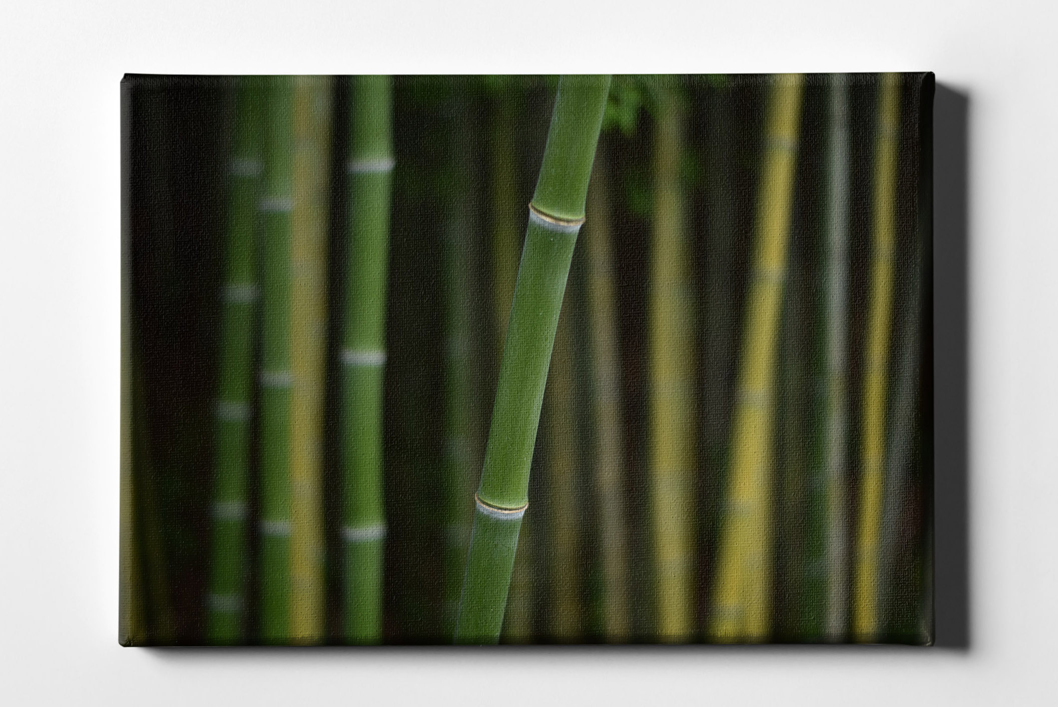 Bambus Fokus Leinwand L0167