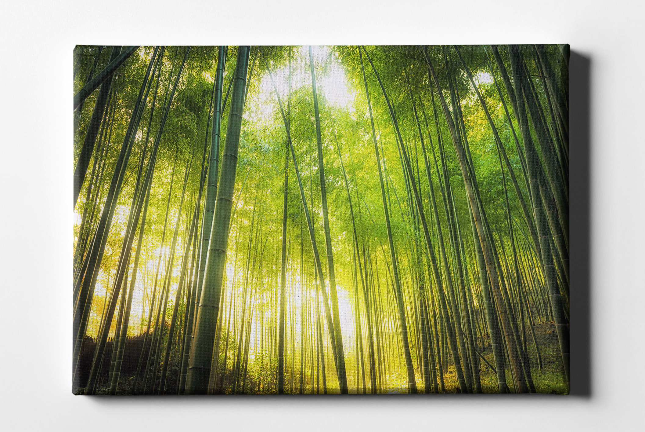Bambus Wald mit Sonnenschein Leinwand L0162